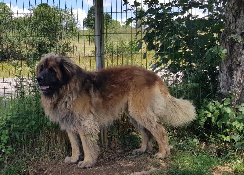 NUTS DES GARDIENS DES LIONS 