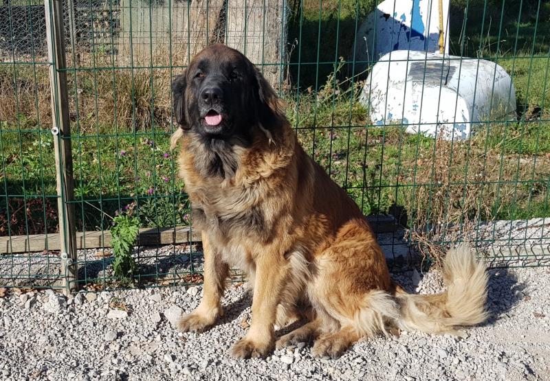 ORTHANE DU DOMAINE DU LION D'OR 2 ANS