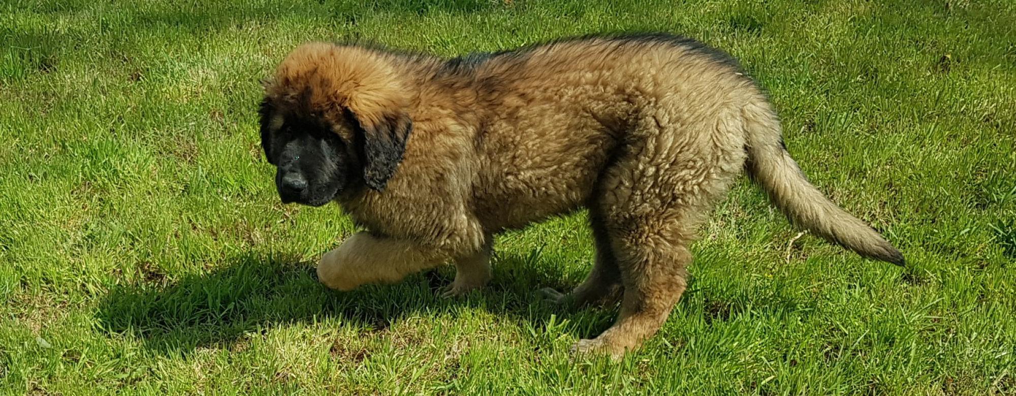 Leodog ChapelleSaintSauveur, Elevage Leonberg, Elevage Mastiff, Elevage Chiens, ChapelleSaint Leodog ChapelleSaintSauveur, Elevage Leonberg, Elevage Mastiff, Elevage Chiens, ChapelleSaint