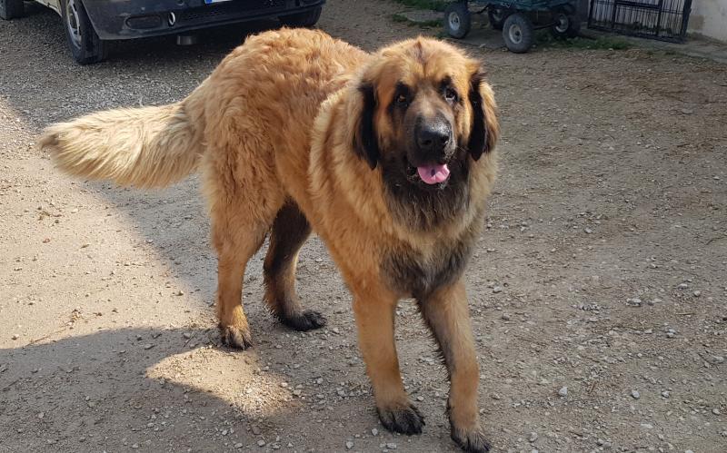 MULDER DIT SIMBA DE LA TRIBU DES HERMINES 15 MOIS